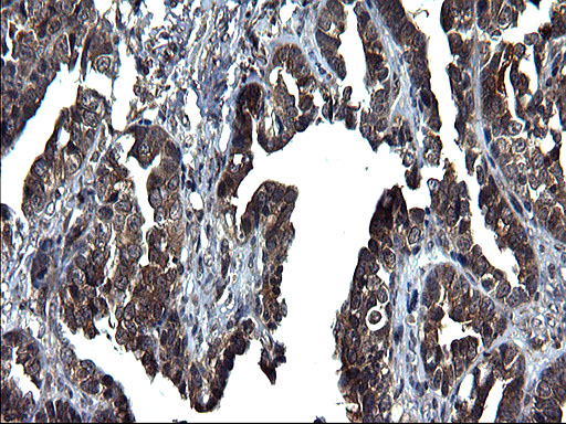 m10002 anti scrn1 mouse monoclonal antibody clone id oti1f2 ihc testing 3