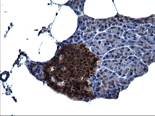 m10002 anti scrn1 mouse monoclonal antibody clone id oti1f2 ihc testing 4