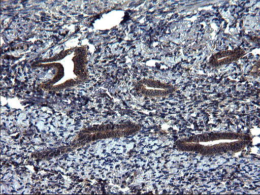 m10002 anti scrn1 mouse monoclonal antibody clone id oti1f2 ihc testing 5