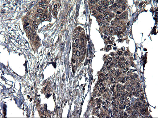 m10002 anti scrn1 mouse monoclonal antibody clone id oti1f2 ihc testing 7