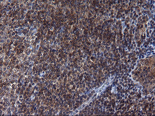 m10002 anti scrn1 mouse monoclonal antibody clone id oti1f2 ihc testing 9