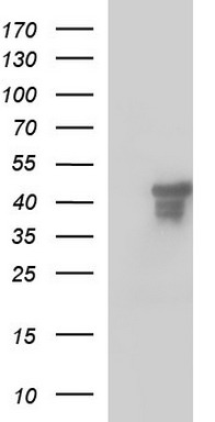 m10002 anti scrn1 mouse monoclonal antibody clone id oti1f2 wb testing 1