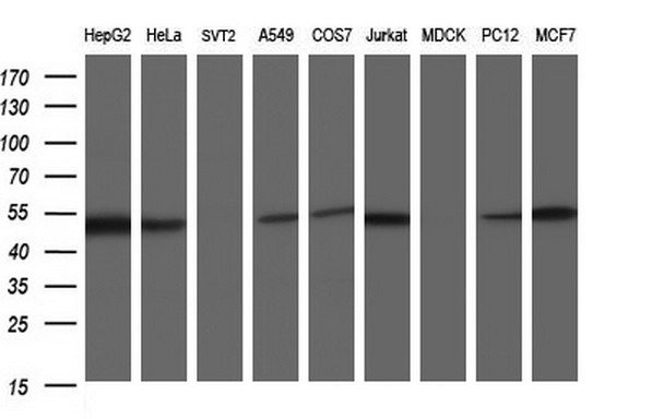 m10002 anti scrn1 mouse monoclonal antibody clone id oti1f2 wb testing 2