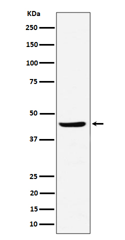 Western blot analysis of NDRG3 expression in Raji cell lysate