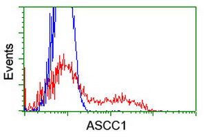HEK293T cells transfected with either ASCC1 (Myc-DDK-tagged) overexpress plasmid (Red) or empty vector control plasmid (Blue) were immunostained by anti-ASCC1 antibody (M10024)