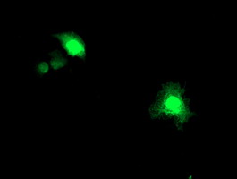 Anti-ASCC1 mouse monoclonal antibody (M10024) immunofluorescent staining of COS7 cells transiently transfected by pCMV6-ENTRY ASCC1.