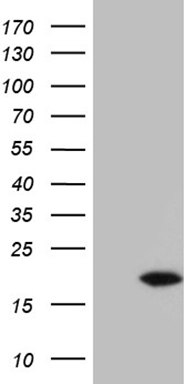 m10044 anti polr2f mouse monoclonal antibody clone id oti2f2 wb testing 1