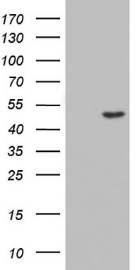 m10048 anti csnk1g2 mouse monoclonal antibody clone id oti4h3 wb testing 1