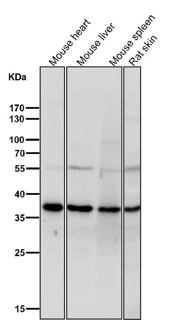 All lanes use the Antibody at 1:1K dilution for 1 hour at room temperature