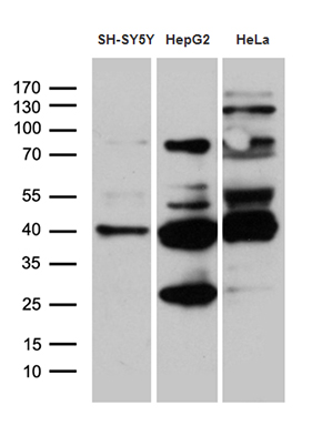 m10056 anti timm50 mouse monoclonal antibody clone id oti1e9 wb testing 2