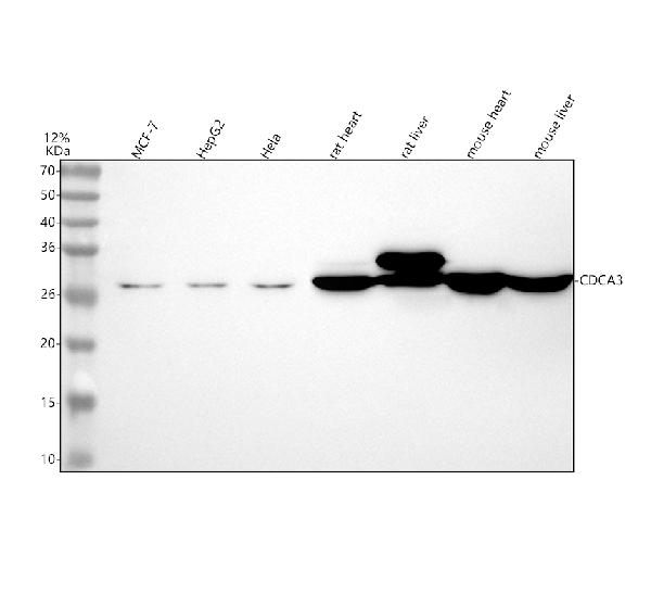Figure 1. Western blot analysis of CDCA3 using anti-CDCA3 antibody (M10074). Electrophoresis was performed on a 5-20% SDS-PAGE gel at 70V (Stacking gel) / 90V (Resolving gel) for 2-3 hours. The sample well of each lane was loaded with 30 ug of sample under reducing conditions. Lane 1: human MCF-7 whole cell lysates, Lane 2: human HepG2 whole cell lysates, Lane 3: human Hela whole cell lysates, Lane 4: rat heart tissue lysates, Lane 5: rat liver tissue lysates, Lane 6: mouse heart tissue lysates, Lane 7: mouse liver tissue lysates. After electrophoresis, proteins were transferred to a nitrocellulose membrane at 150 mA for 50-90 minutes. Blocked the membrane with 5% non-fat milk/TBS for 1.5 hour at RT. The membrane was incubated with rabbit anti-CDCA3 antigen affinity purified monoclonal antibody (Catalog # M10074) at 0.5 microg/mL overnight at 4°C, then washed with TBS-0.1%Tween 3 times with 5 minutes each and probed with a goat anti-rabbit IgG-HRP secondary antibody at a dilution of 1:5000 for 1.5 hour at RT. The signal is developed using an Enhanced Chemiluminescent detection (ECL) kit (Catalog # EK1002) with Tanon 5200 system. A specific band was detected for CDCA3 at approximately 29 kDa. The expected band size for CDCA3 is at 29 kDa.