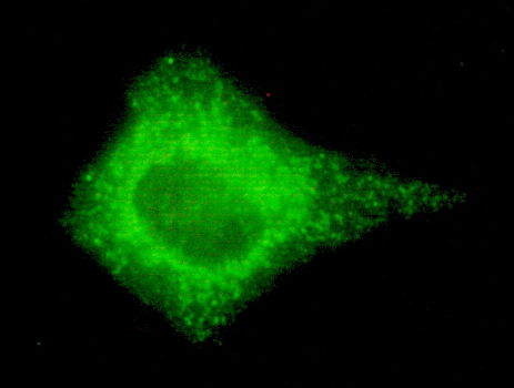m10078 cox4i2 primary antibodies if testing 3