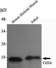 m10078 cox4i2 primary antibodies wb testing 2