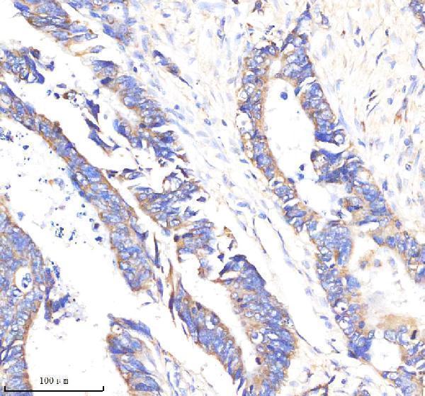  IHC analysis of P2Y6 using anti-P2Y6 antibody (M10087-1)