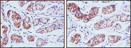 Immunohistochemistry validation of PGA5 using Anti-Pepsin A-5 PGA5 Monoclonal Antibody (M10094)