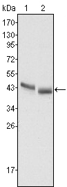 Western blotting validation for Anti-Pepsin A-5 PGA5 Monoclonal Antibody M10094
Western Blot (WB) analysis using PGA5 Monoclonal Antibody against HepG2 (1) and SMMC-7721 (2) cell lysate