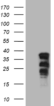 m10098 anti sox21 mouse monoclonal antibody clone id oti7d5 wb testing 1