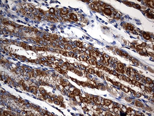 Immunohistochemical staining of paraffin-embedded Human gastric tissue within the normal limits using anti-STBD1 mouse monoclonal antibody