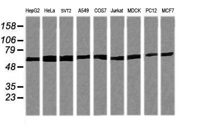 m10133 1 anti trim38 mouse monoclonal antibody clone id oti15a3 wb testing 1