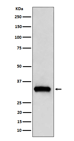 Western blot analysis of NDUFAF1 expression in 293T cell lysate