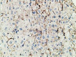 Immunohistochemical staining of paraffin-embedded Human liver tissue within the normal limits using anti-PBLD mouse monoclonal antibody
