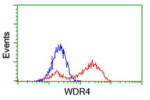 HEK293T cells transfected with either WDR4 (Myc-DDK-tagged) overexpress plasmid (Red) or empty vector control plasmid (Blue) were immunostained by anti-WDR4 antibody (M10150)