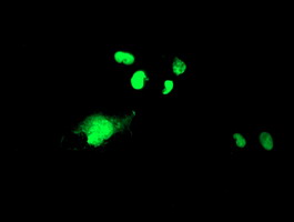 Anti-WDR4 mouse monoclonal antibody (M10150) immunofluorescent staining of COS7 cells transiently transfected by pCMV6-ENTRY WDR4