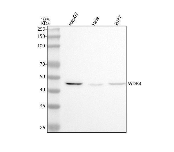  Western blot analysis of WDR4 using anti-WDR4 antibody (M10150)