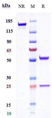 Anti-TMEFF1/Tomoregulin-1 Reference Antibody (Bluefin patent anti-TMEFF1) on SDS-PAGE under reducing (R) condition