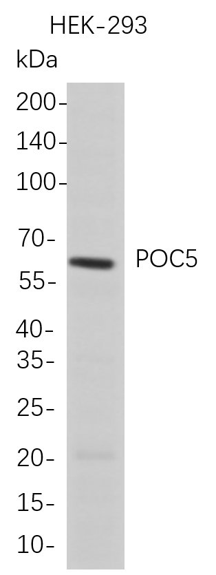 Western Blot analysis of HEK-293 whole cell lysates were separated by 4-20% SDS-PAGE, and the membrane was blotted with anti-POC5 rabbit mAb