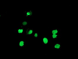 Anti-DPPA4 mouse monoclonal antibody (M10283-1) immunofluorescent staining of COS7 cells transiently transfected by pCMV6-ENTRY DPPA4