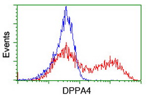 HEK293T cells transfected with either DPPA4 (Myc-DDK-tagged) overexpress plasmid (Red) or empty vector control plasmid (Blue) were immunostained by anti-DPPA4 antibody (M10283-2)