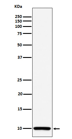 Western blot analysis of COX6B1 expression in Caco 2 cell lysate