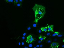 m10327 1 anti pycr2 mouse monoclonal antibody clone id oti3d1 if testing 5