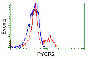 HEK293T cells transfected with either PYCR2 (Myc-DDK-tagged) overexpress plasmid (Red) or empty vector control plasmid (Blue) were immunostained by anti-PYCR2 antibody (M10327)