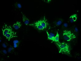 m10327 anti pycr2 mouse monoclonal antibody clone id oti4a10 if testing 6