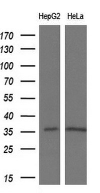 Western blot analysis of extracts (10ug) from 2 different cell lines by using anti-PYCR2 monoclonal antibody at 1:200 dilution