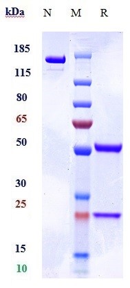 m10351 sds page