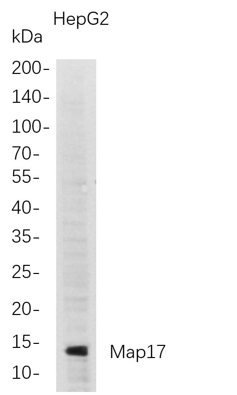 m10382 1 pdzk1ip1 primary antibodies wb testing 1