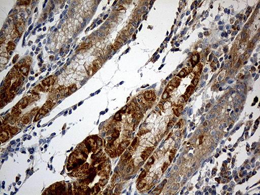 Immunohistochemical staining of paraffin-embedded Human gastric tissue within the normal limits using anti-NDUFA2 mouse monoclonal antibody