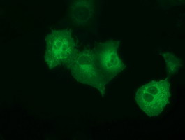 m10430 anti pecr mouse monoclonal antibody clone id oti2b2 if testing 7