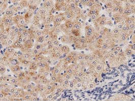 m10430 anti pecr mouse monoclonal antibody clone id oti2b2 ihc testing 5