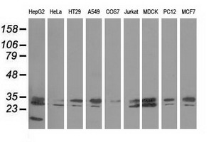 Western blot analysis of extracts (35ug) from 9 different cell lines by using anti-PECR monoclonal antibody