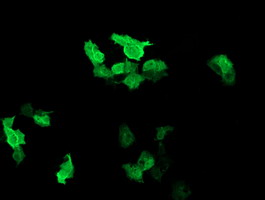 m10452 anti rab37 mouse monoclonal antibody clone id oti2f1 if testing 10