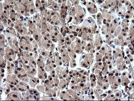 Immunohistochemical staining of paraffin-embedded Human pancreas tissue within the normal limits using anti-RAB37 mouse monoclonal antibody