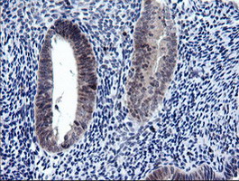 m10452 anti rab37 mouse monoclonal antibody clone id oti2f1 ihc testing 4
