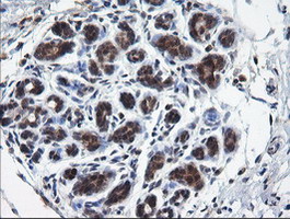 m10452 anti rab37 mouse monoclonal antibody clone id oti2f1 ihc testing 6