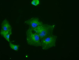m10490 anti ibrdc2 rnf144b mouse monoclonal antibody clone id oti9h10 if testing 10