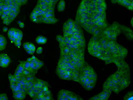 m10490 anti ibrdc2 rnf144b mouse monoclonal antibody clone id oti9h10 if testing 11