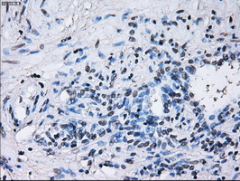 m10490 anti ibrdc2 rnf144b mouse monoclonal antibody clone id oti9h10 ihc testing 4